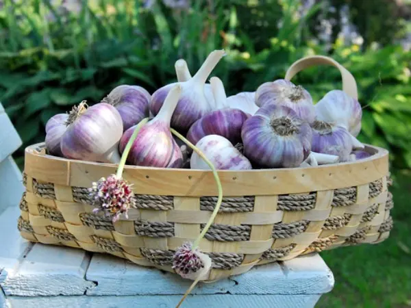 Planting winter garlic: timing and instructions on how to plant