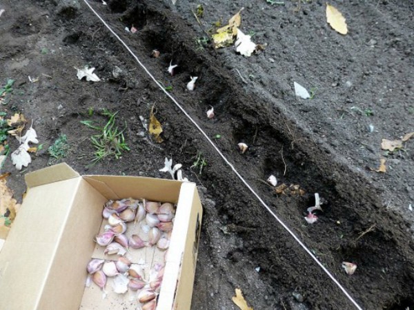 Planting winter garlic: timing and instructions on how to plant