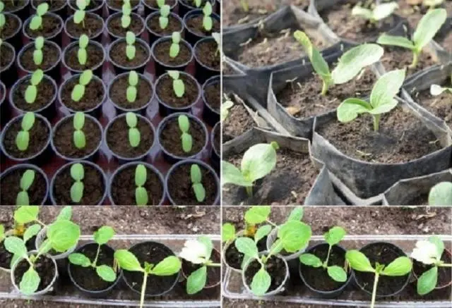 Planting zucchini for seedlings