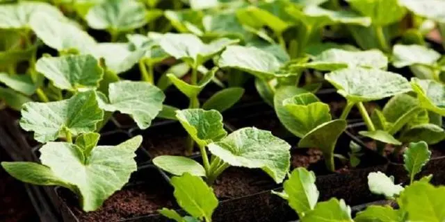 Planting zucchini for seedlings