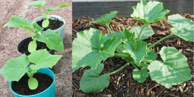 Planting zucchini for seedlings