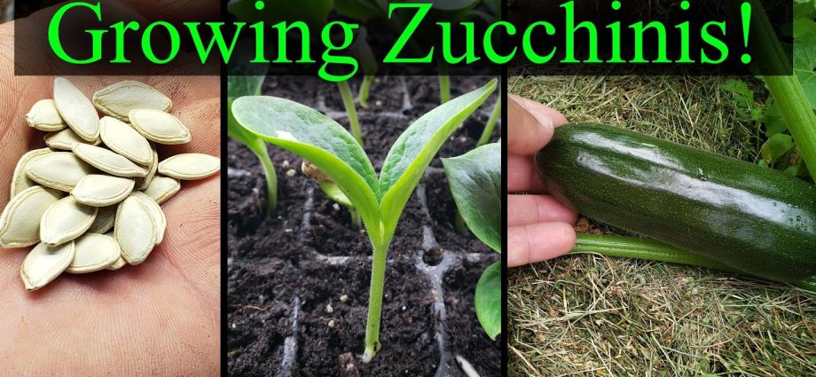 Planting zucchini for seedlings