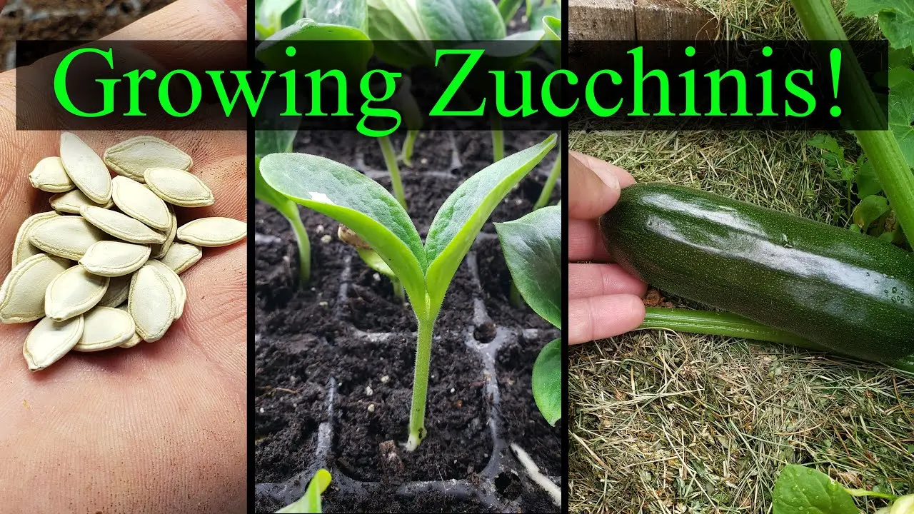 Planting zucchini for seedlings