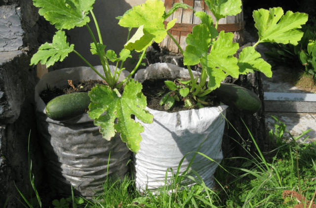 Planting zucchini in soil bags