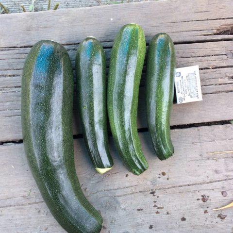 Planting zucchini in soil bags