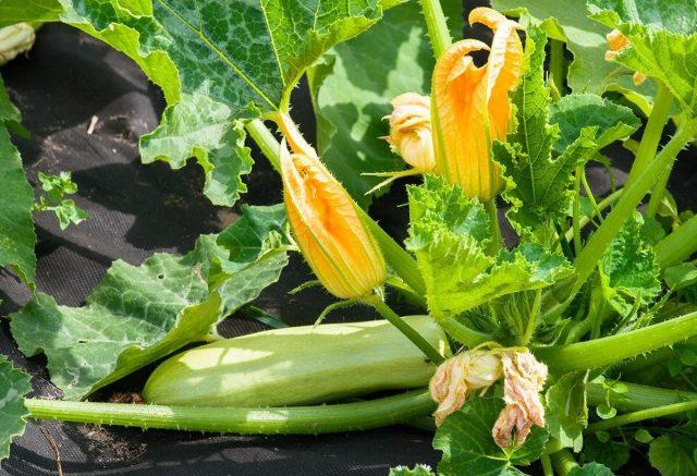 Planting zucchini in soil bags