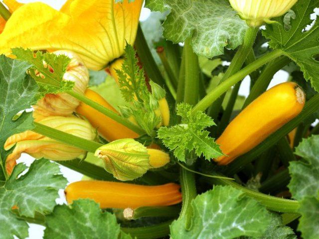 Planting zucchini in soil bags