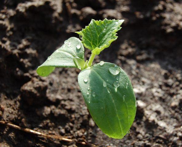 Planting zucchini in soil bags