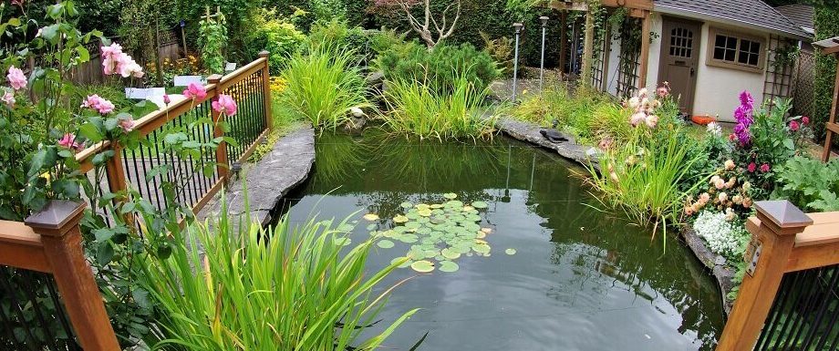 Plants for a pond in the country (what to plant near the reservoir and inside it): an overview of perennial herbs and flowers + photos of landscapes