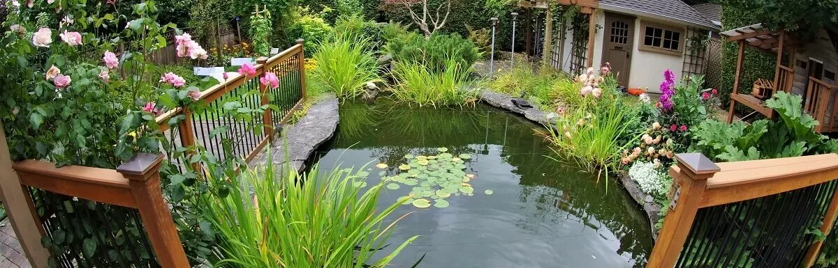 Plants for a pond in the country (what to plant near the reservoir and inside it): an overview of perennial herbs and flowers + photos of landscapes