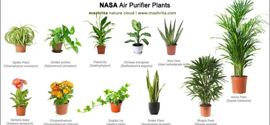 Plants that purify the air. Which one to choose?