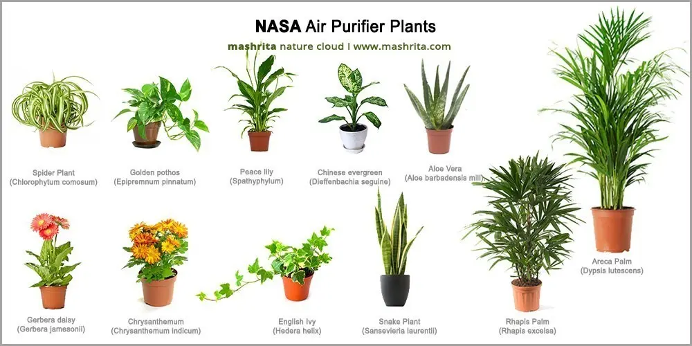 Plants that purify the air. Which one to choose?