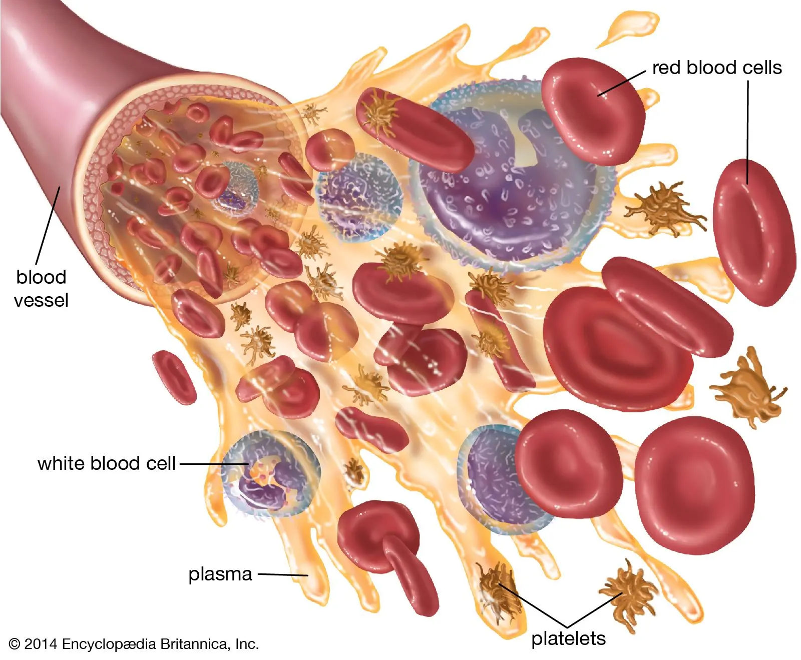 Plasma &#8211; functions, composition, role in the body. The use of plasma in medicine