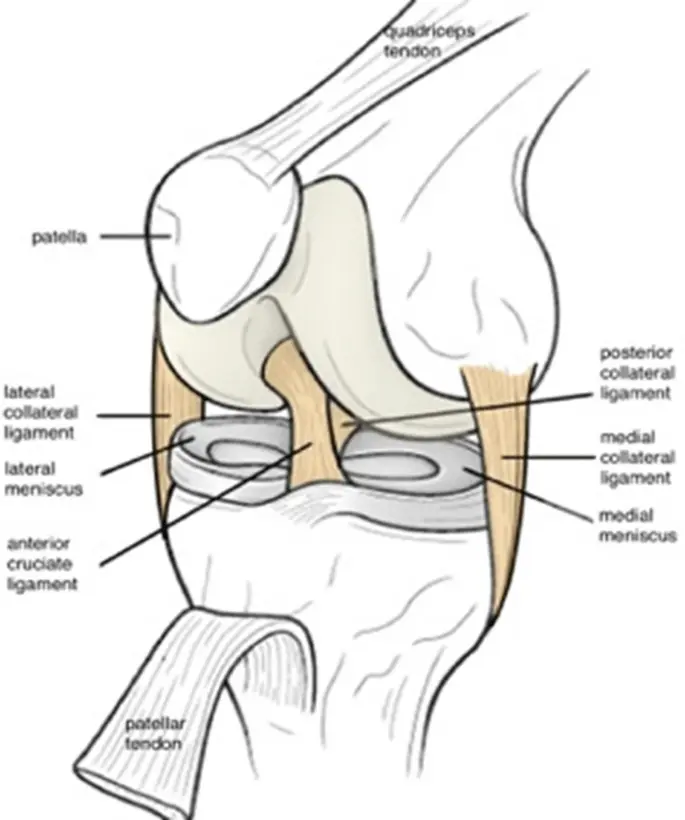 Plastic cord helps in the treatment of joint ligaments