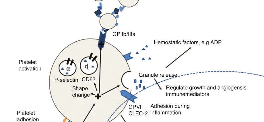 Platelet haemorrhage &#8211; origin. Essential and secondary thrombocytopenia