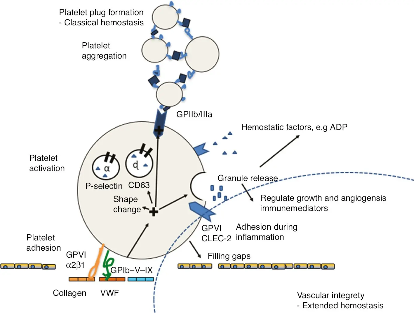 Platelet haemorrhage &#8211; origin. Essential and secondary thrombocytopenia