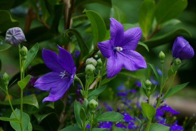 Platycodon: growing from seeds at home