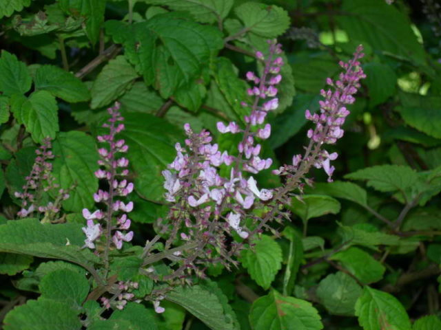 Plectranthus (room mint, home): types and varieties with photos and descriptions, useful properties, application