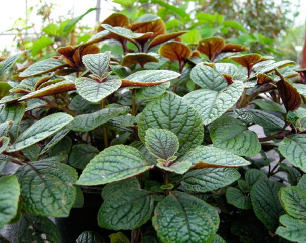 Plectranthus (room mint, home): types and varieties with photos and descriptions, useful properties, application