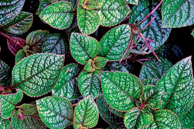 Plectranthus (room mint, home): types and varieties with photos and descriptions, useful properties, application