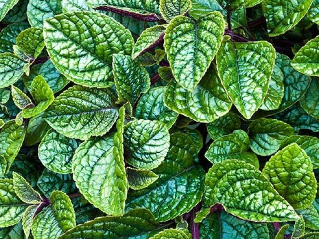 Plectranthus (room mint, home): types and varieties with photos and descriptions, useful properties, application