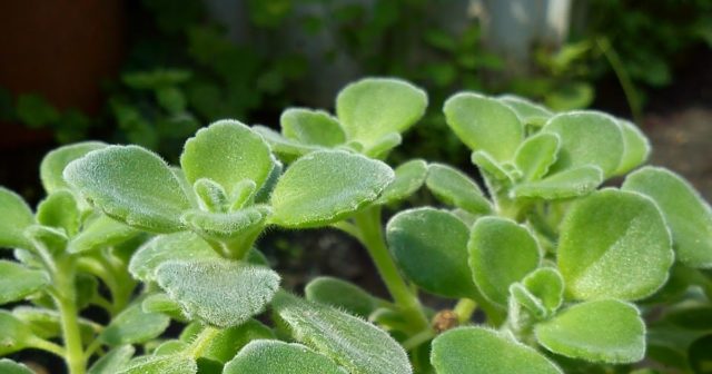 Plectranthus (room mint, home): types and varieties with photos and descriptions, useful properties, application