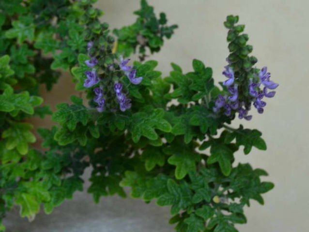 Plectranthus (room mint, home): types and varieties with photos and descriptions, useful properties, application