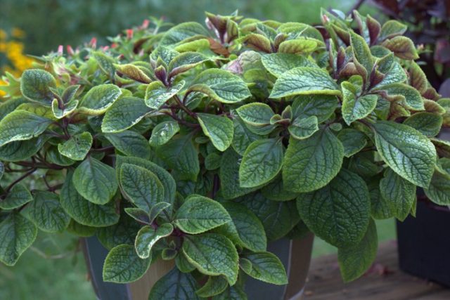 Plectranthus (room mint, home): types and varieties with photos and descriptions, useful properties, application