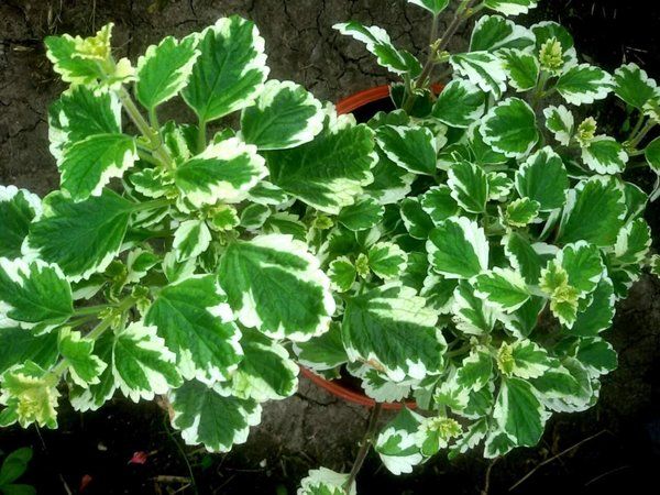 Plectranthus (room mint, home): types and varieties with photos and descriptions, useful properties, application