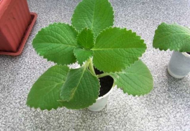 Plectranthus (room mint, home): types and varieties with photos and descriptions, useful properties, application