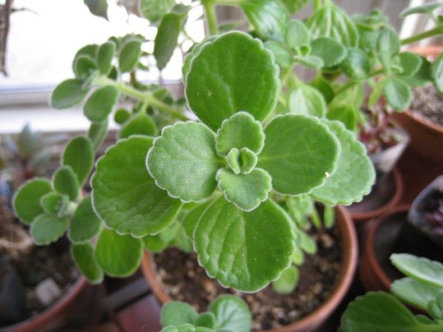 Plectranthus (room mint, home): types and varieties with photos and descriptions, useful properties, application