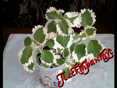 Plectranthus (room mint, home): types and varieties with photos and descriptions, useful properties, application