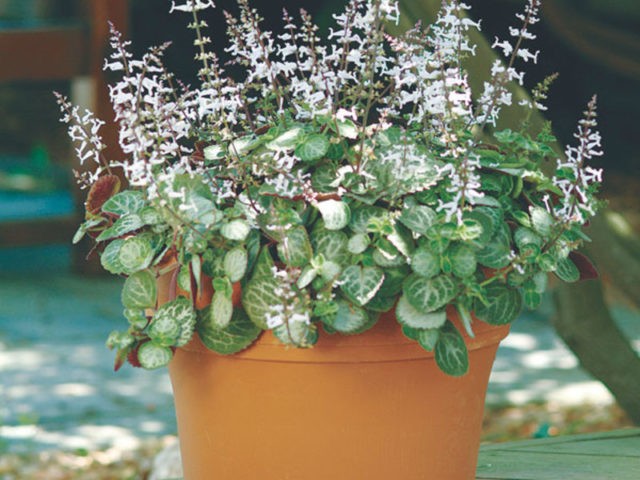 Plectranthus (room mint, home): types and varieties with photos and descriptions, useful properties, application