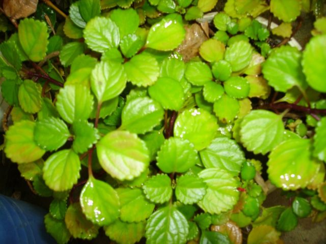 Plectranthus (room mint, home): types and varieties with photos and descriptions, useful properties, application