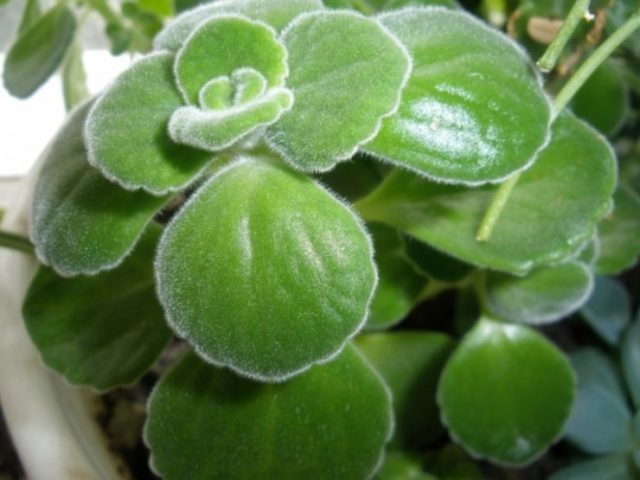 Plectranthus (room mint, home): types and varieties with photos and descriptions, useful properties, application