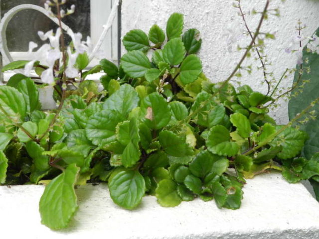 Plectranthus (room mint, home): types and varieties with photos and descriptions, useful properties, application