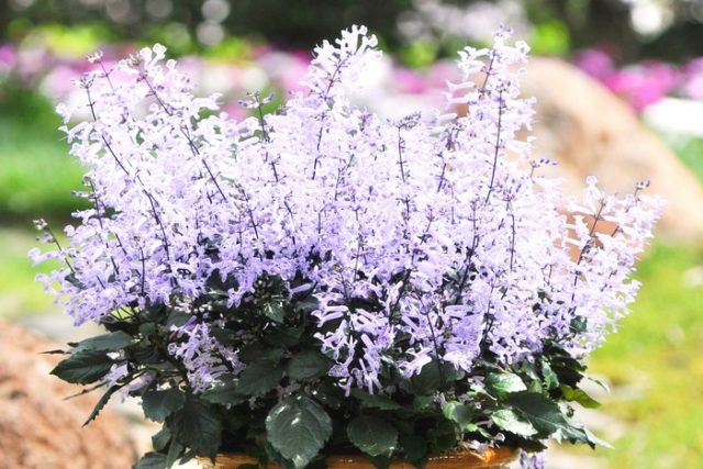 Plectranthus (room mint, home): types and varieties with photos and descriptions, useful properties, application