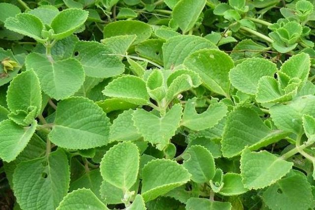 Plectranthus (room mint, home): types and varieties with photos and descriptions, useful properties, application