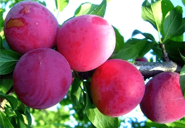 Plum Alenushka