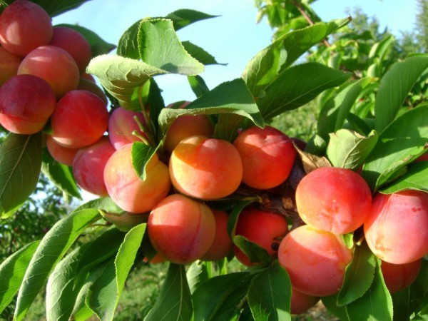 Plum Altai Jubilee