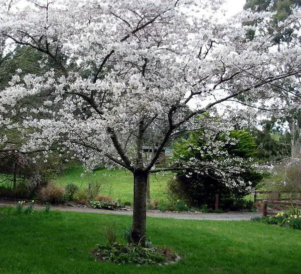 Plum Altai Jubilee