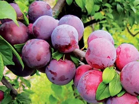 Plum Altai Jubilee