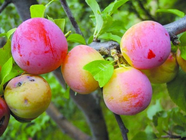 Plum Altai Jubilee