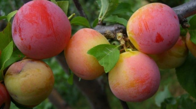 Plum Altai Jubilee