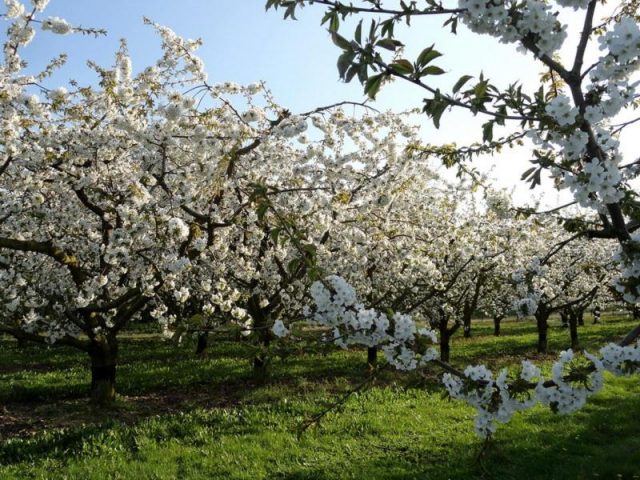 Plum Altai Jubilee