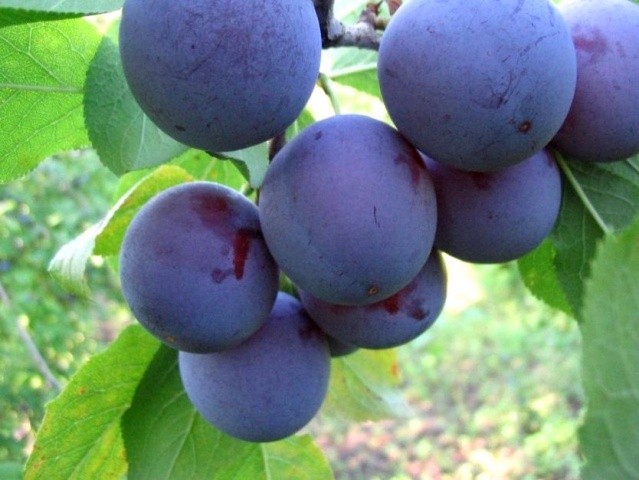 Plum Alyonushka: variety description and tree care - plodovie.ru