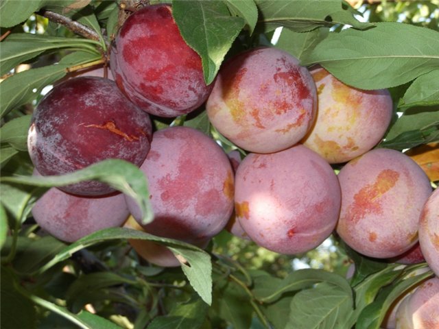 Plum Alyonushka: variety description and tree care - plodovie.ru