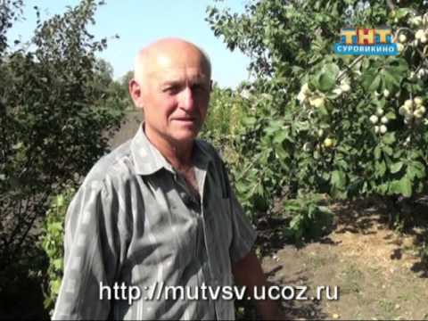 Plum Alyonushka: variety description and tree care - plodovie.ru