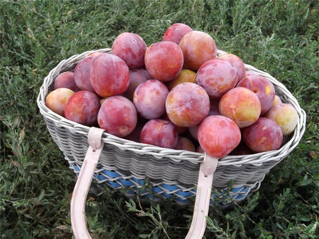 Plum Alyonushka: variety description and tree care - plodovie.ru