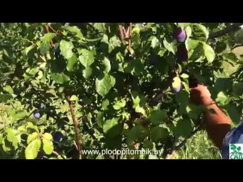 Plum Alyonushka: variety description and tree care - plodovie.ru